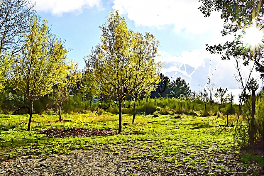 Claudia Spanò - Alberi