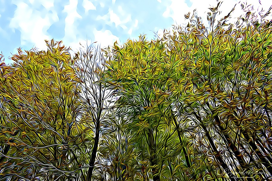 Claudia Spanò - Bosco